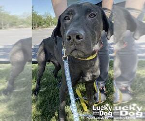 Labrador Retriever Dogs for adoption in Washington, DC, USA