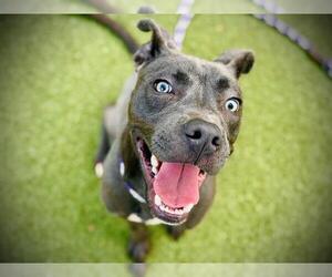American Pit Bull Terrier Dogs for adoption in Orlando, FL, USA