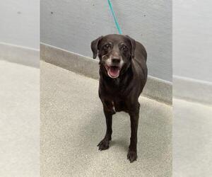 Chihuahua-Labrador Retriever Mix Dogs for adoption in Las Vegas, NV, USA