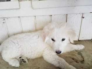 Great Pyrenees Dogs for adoption in Azle, TX, USA