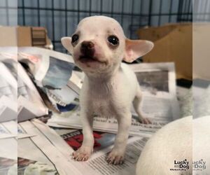 Chihuahua-Unknown Mix Dogs for adoption in Washington, DC, USA
