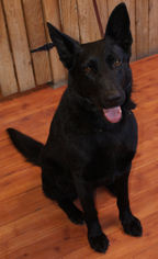 German Shepherd Dog Dogs for adoption in Prosser, WA, USA
