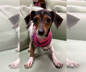 Dachshund Dogs for adoption in Mundelein, IL, USA