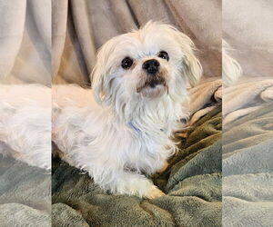 Maltese Dogs for adoption in Bon Carbo, CO, USA