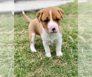 Bull-Boxer Dogs for adoption in Dallas, TX, USA