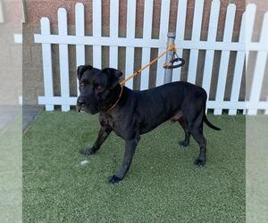 Mutt Dogs for adoption in Modesto, CA, USA