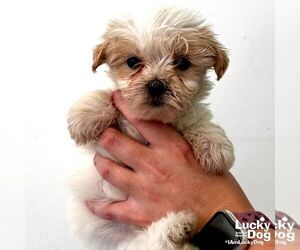 Mutt Dogs for adoption in Washington, DC, USA