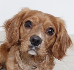 Golden Cavalier Dogs for adoption in Eden Prairie, MN, USA