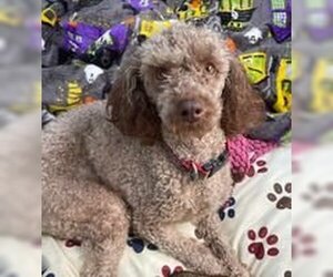 Poodle (Miniature) Dogs for adoption in Spring Lake, NC, USA