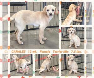 Puggle Dogs for adoption in Mesa, AZ, USA