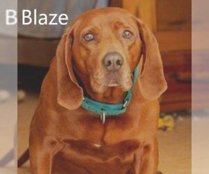 Redbone Coonhound Dogs for adoption in Chatham, VA, USA