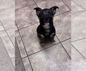 Medium Photo #4 Shepradors Puppy For Sale in Princeton, MN, USA