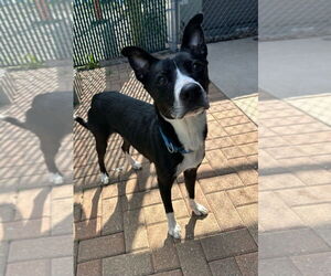 Border Collie-Unknown Mix Dogs for adoption in South Bend, IN, USA