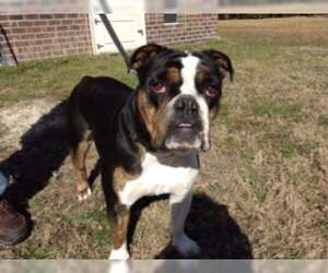 Bulldog Dogs for adoption in Wilmington, NC, USA