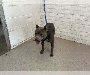 American Pit Bull Terrier Dogs for adoption in San Bernardino, CA, USA