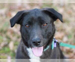 Sheprador Dogs for adoption in Cookeville, TN, USA
