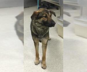 German Shepherd Dog Dogs for adoption in Riverside, CA, USA