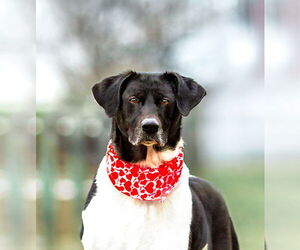 Border Collie-Unknown Mix Dogs for adoption in Unionville, PA, USA