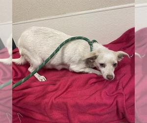 Chihuahua Dogs for adoption in Modesto, CA, USA
