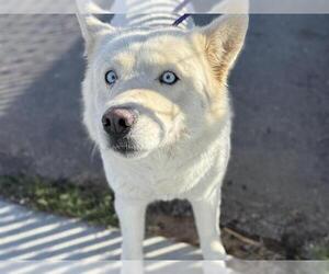 Alaskan Klee Kai Dogs for adoption in HESPERIA, CA, USA