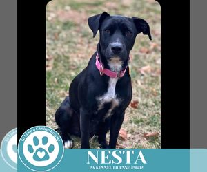 Labrador Retriever-Unknown Mix Dogs for adoption in Kimberton, PA, USA