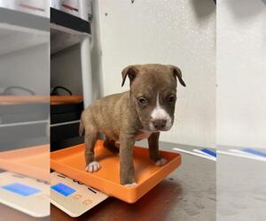 American Pit Bull Terrier Dogs for adoption in Bakersfield, CA, USA