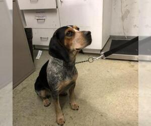 Bluetick Coonhound Dogs for adoption in St Louis, MO, USA