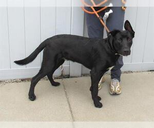 German Shorthaired Lab Dogs for adoption in Louisville, KY, USA