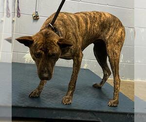 American Pit Bull Terrier-Rhodesian Ridgeback Mix Dogs for adoption in Woodland, CA, USA