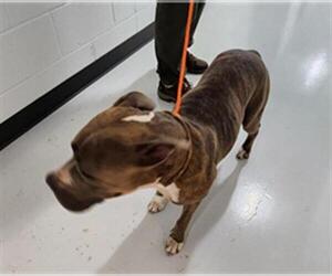 Staffordshire Bull Terrier Dogs for adoption in Temple, TX, USA
