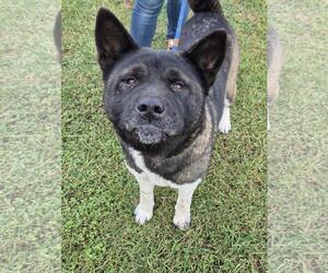 Akita-Unknown Mix Dogs for adoption in Front Royal, VA, USA