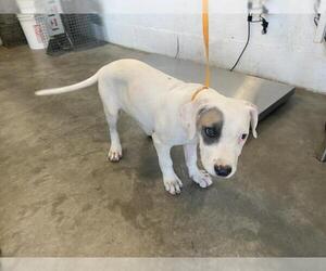 American Pit Bull Terrier-Unknown Mix Dogs for adoption in Corona, CA, USA