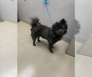 Chow Chow-Unknown Mix Dogs for adoption in Las Vegas, NV, USA