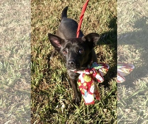 Chiranian Dogs for adoption in Texarkana, TX, USA