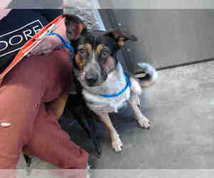 Texas Heeler Dogs for adoption in Tulsa, OK, USA