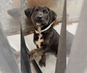 German Shepherd Dog-Unknown Mix Dogs for adoption in Conroe, TX, USA