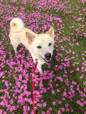 Shiba Inu Dogs for adoption in Kaplan, LA, USA