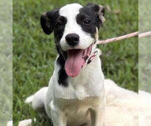 Labrenees Dogs for adoption in Yardley, PA, USA