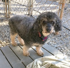 Cockapoo Dogs for adoption in Rocky Mount, VA, USA