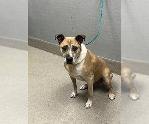 Labrador Retriever-Unknown Mix Dogs for adoption in Las Vegas, NV, USA