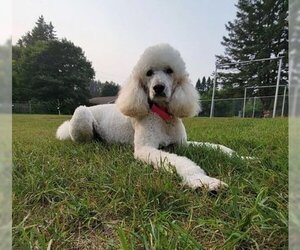 Poodle (Standard) Dogs for adoption in Glen Haven, WI, USA