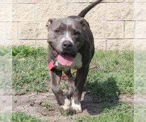 American Staffordshire Terrier-Unknown Mix Dogs for adoption in San Antonio, TX, USA