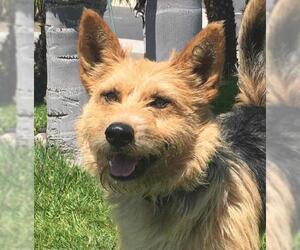 Airedale Terrier Dogs for adoption in San Luis Rey, CA, USA