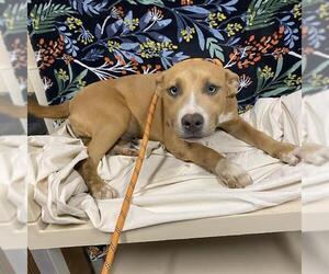 American Pit Bull Terrier Dogs for adoption in Modesto, CA, USA