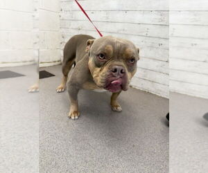 American Bulldog-Unknown Mix Dogs for adoption in San Bernardino, CA, USA