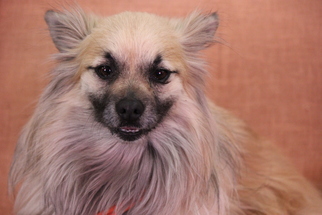 Pomeranian Dogs for adoption in Phoenix , AZ, USA
