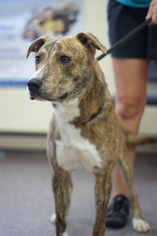 Plott Hound-Unknown Mix Dogs for adoption in Manteo, NC, USA
