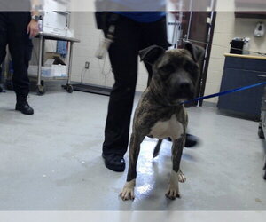 Mutt Dogs for adoption in Fayetteville, NC, USA
