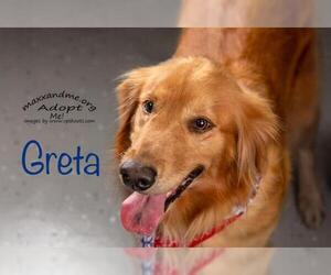 Golden Retriever Dogs for adoption in Tampa, FL, USA