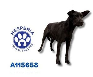 American Pit Bull Terrier-Labrador Retriever Mix Dogs for adoption in HESPERIA, CA, USA